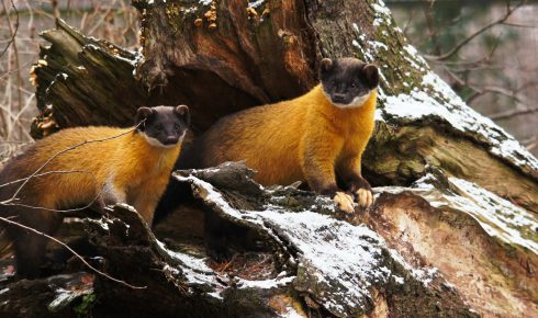 colored-marten-g9094bdd1c_1920