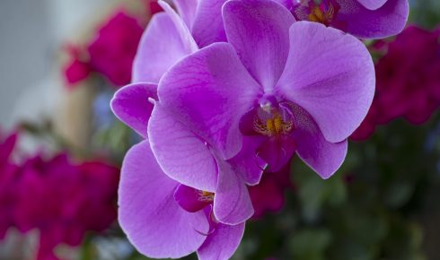 Orchidée violette