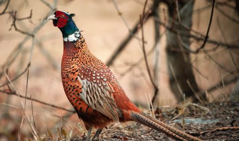 ring-necked-pheasant-gb180b8f2c_1920