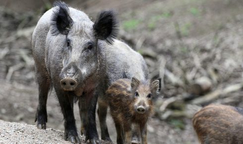 wild-boar-g427307fa1_1920